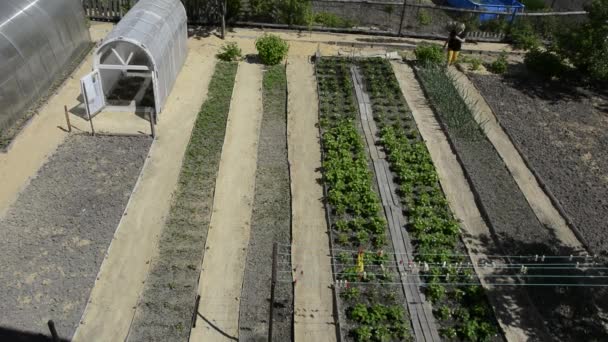 Lange, zelfs bedden met struiken in hun zomerhuisje, bovenaanzicht. Een vrouw werkt in een moestuin. — Stockvideo