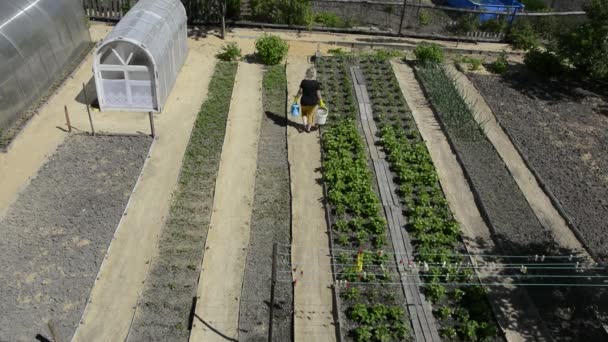 De vrouw draagt water in een gieter en een emmer en drenkt de bessenstruiken in de tuin. Lange, gelijkmatige bedden met struiken, bovenaanzicht. — Stockvideo