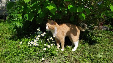 Kızıl bir kedi çiçekli bir çalılığın gölgesinde sıcaktan saklanır. Seçici odaklanma. Sokakta yürüyen hayvanlar..
