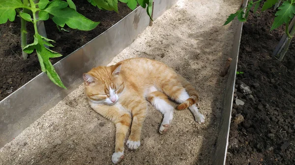 Gato Gengibre Está Sulco Uma Estufa Contra Contexto Tomates Vista — Fotografia de Stock