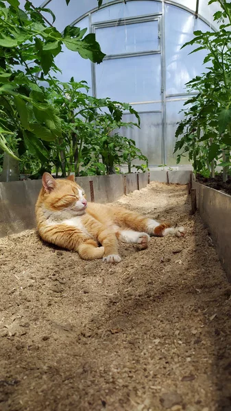 Zencefilli bir kedi, domateslerin arka planında serada bir çukurda yatıyor. Yukarıdan bak. Seçici odaklanma. Sokakta yürüyen hayvanlar. Dikey fotoğraf.
