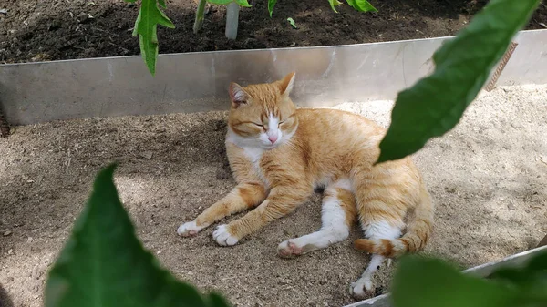 Ginger Cat Lies Furrow Greenhouse Walking Pets Street — Stock Photo, Image