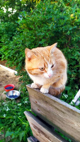 Gato Gengibre Senta Uma Cerca Madeira Animais Estimação Ambulantes Rua — Fotografia de Stock