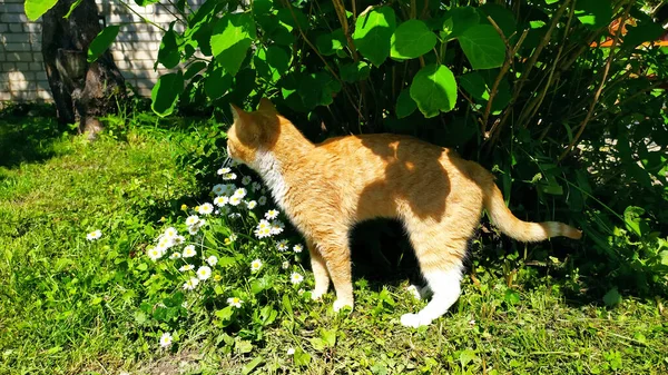 開花中の茂みの陰で 生姜のタビー猫が熱から隠れています 選択的フォーカス 通りを歩くペット — ストック写真