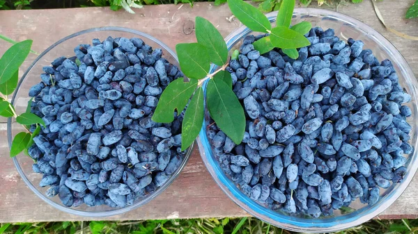 Ahşap masa arkasında yaprakları olan taze hanımeli böğürtlenleri. İlk bahar vitaminli sağlıklı böğürtlen. Yukarıdan bak. Seçici odaklanma. Çiftçilik, bahçıvanlık, yaz hasat konsepti. Mavi Hanımeli (Lonicera caerulea var. Edulis bir de...