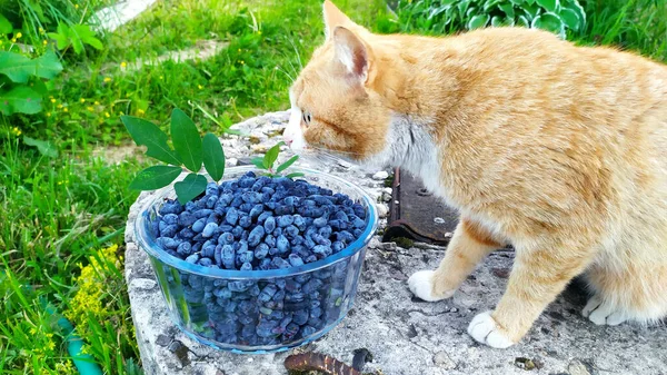 가공을 열매를 수확한다 봄에는 건강에 비타민 열매를 먹는다 고양이가 냄새맡고 — 스톡 사진