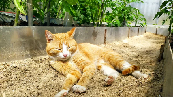 塔比猫逼近 一只生姜猫躺在温室的沟里 背靠着西红柿 有选择的重点 走在街上的宠物 — 图库照片