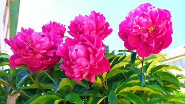 Hafif arka planda Terry Burgundy şakayıkları. Yazın her daim açan şakayık çalıları. Çiçek çalılarıyla bahçe süslemesi.