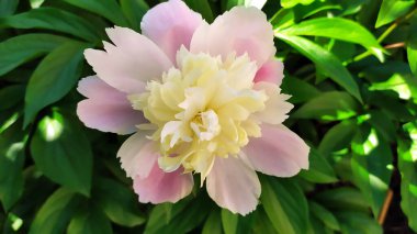 Yeşil yaprakların arka planında beyaz-pembe şakayık resmi. Terry şakayık çiçek şapkası. Yazın çiçek açan uzun ömürlü çalılar.