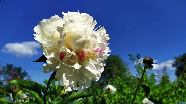 White Peony Close Blue Sky Cap Terry Peony Flower Background — Stock Photo, Image