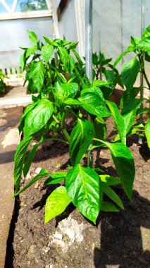 Biber sulama çalıları. Bulgar biberi bir serada yetişiyor. Su damlaları yeşil yapraklara düşer.