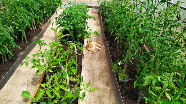 Tomatoes grow in a greenhouse. Tomato bushes are grown in greenhouse beds. The ginger cat lies in the furrow.