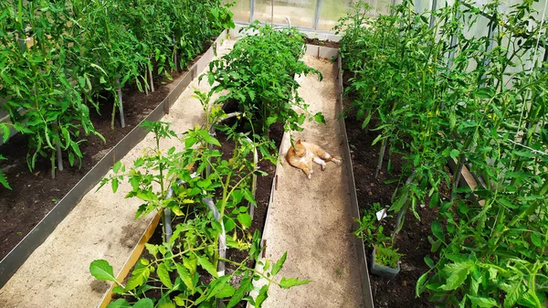 Tomatoes grow in a greenhouse. Tomato bushes are grown in greenhouse beds. The ginger cat lies in the furrow. View from above.