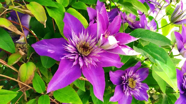 Clematis tomurcuğu. Çiçek açarken klematis leylağı. Çiçek tomurcukları yakın plan. Güzel ölümsüzler..