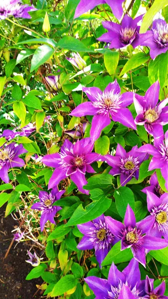 Clematis Flower Clematis Flowering Period Flower Buds Close Vertically Beautifully — Zdjęcie stockowe