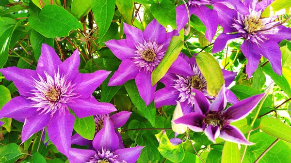 Clematis Lilac Flowering Flower Buds Close Perennial Beautiful Flowers — Stock Photo, Image