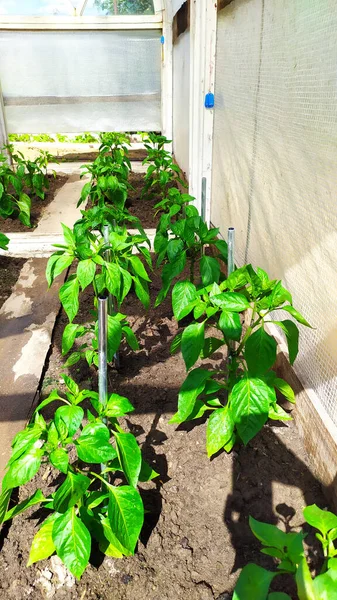 Watering Pepper Bushes Bulgarian Pepper Grows Greenhouse Vegetables Garden — Stockfoto