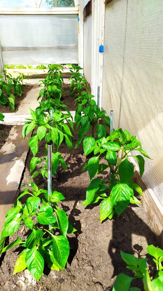 Regar Los Arbustos Pimienta Pimienta Búlgara Crece Invernadero Verduras Jardín Imágenes de stock libres de derechos