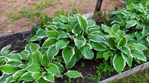 Anfitriões Canteiro Flores Belos Hosta Folhas Close — Fotografia de Stock