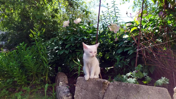 一只白色的小猫坐在房子附近的石头上 可爱的小猫散步 — 图库照片