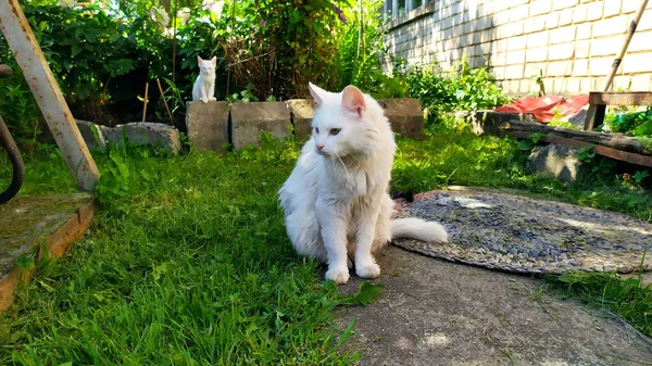 子猫のいる白い猫が家の近くの通りに座っている 散歩のための猫家族 — ストック写真