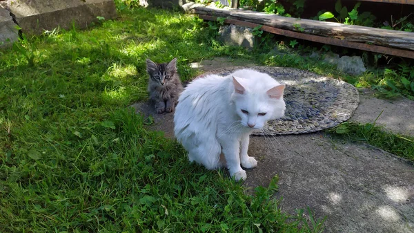 子猫のいる白い猫が家の近くの通りを歩いている 草の上の猫の家族 — ストック写真