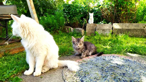 Bílá Kočka Koťátky Prochází Ulici Domu Cat Family — Stock fotografie