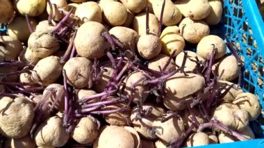 Sineglazk için patates. Yakından filizlenmiş patates çileği..
