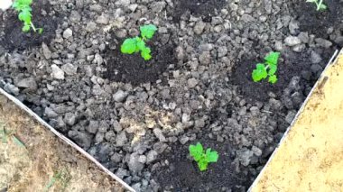 Domatesler sebze bahçesindeki bir sırta dikilir. Seedling domates, üst manzara.