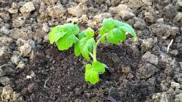 Tomate de plántulas, vista superior. Los tomates se plantan en una cresta en el huerto. — Vídeos de Stock