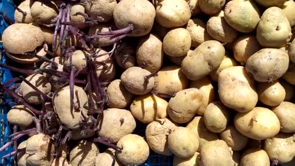 심을 콩나물 이 있는 감자. 씨앗 감자 덩이줄기를 클로즈업. — 비디오