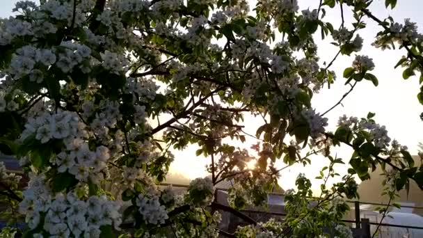 Promień słońca przebija się przez liście drzewa. Kwitnąca gruszka wiosną. — Wideo stockowe