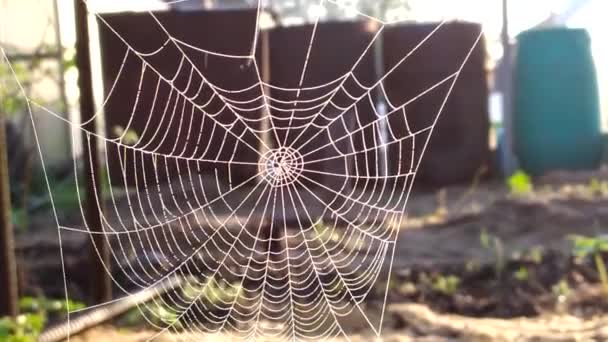 Primer plano de Cobweb. La araña tejió una telaraña por la mañana temprano en las ramas. Los rayos del sol hacen su camino a través de los hilos calados. — Vídeos de Stock