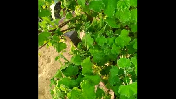 Telaraña en las ramas de un arbusto de grosella. La araña hiló una hermosa telaraña en la madrugada. — Vídeos de Stock