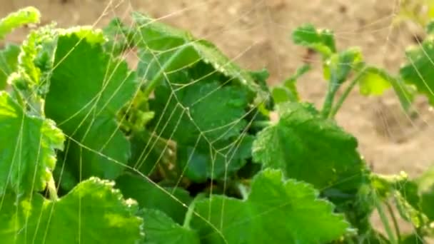 蜘蛛网在湿草莓枝上.清晨蜘蛛织出了一张漂亮的网. — 图库视频影像