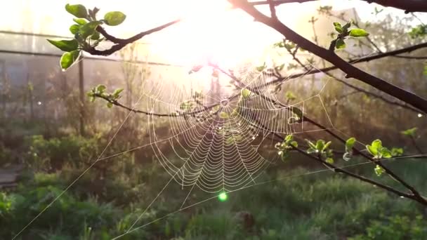 Güneş örümcek ağlarının arasından geçiyor. Örümcek sabahın erken saatlerinde dallarda bir ağ ördü. Güneş ışınları açılıştaki ipliklerden geçer. — Stok video