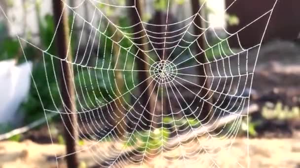 La telaraña se balancea en el viento. La araña tejió una telaraña por la mañana temprano en las ramas. Los rayos del sol hacen su camino a través de los hilos calados. — Vídeo de stock