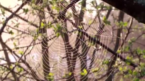 Spindelväven hänger på ett gammalt träd. Spindeln snurrade ett vackert nät tidigt på morgonen. — Stockvideo