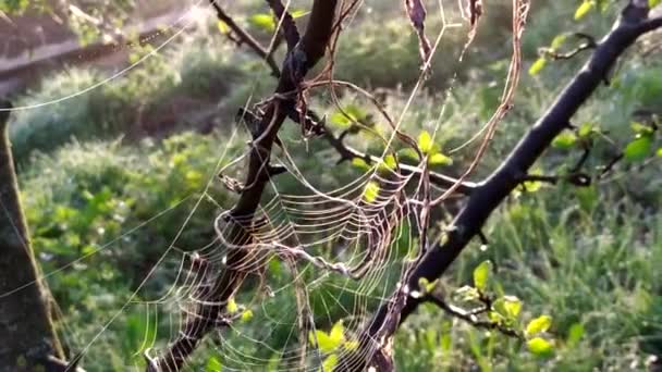 Delgada telaraña en las ramas de un árbol viejo. Una araña tejió una telaraña en un arbusto temprano en la mañana. Movimiento de la cámara de arriba a abajo. — Vídeos de Stock