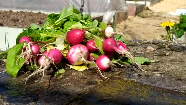 Los rábanos recién lavados se encuentran al aire libre. Cosechar tubérculos. — Vídeos de Stock