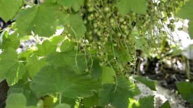 Frenk üzümü. Bir avuç olgunlaşmamış kuş üzümü. Çilekli şube.