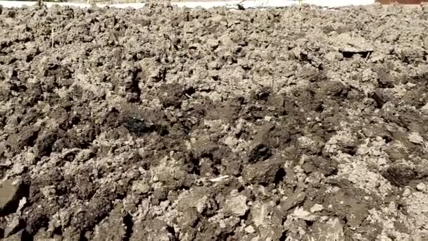 Egy szántott mező. Talajszerkezet. Földet ástak ki egy kerti ágyban.. — Stock videók