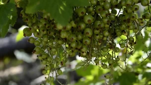 Manojos de grosellas inmaduras. Rama con bayas verdes. — Vídeo de stock