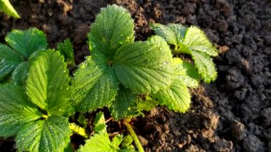 Çiy damlaları kapanıyor. Çilek yapraklarının üzerindeki sabah çiğ taneleri. Yukarıdan görüntüle.