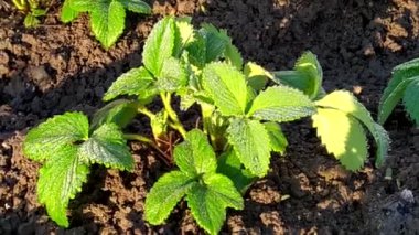 Çilek yapraklarının üzerindeki sabah çiği. Yukarıdan görüntüle.