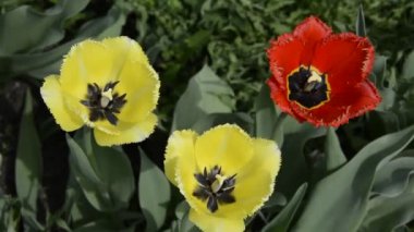 Baharın başlarında kırmızı ve sarı laleler rüzgarda sallanır. Yukarıdan bak. Sesle..