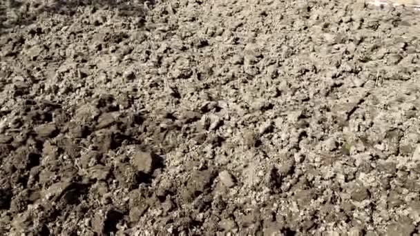 Wykopałem ziemię w ogrodzie. Zaorane pole. Tekstura gleby. — Wideo stockowe