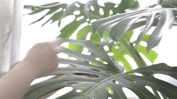 Жіночі руки витирають пил з великих листків Монстри. Мокре прибирання квітів.. — стокове відео