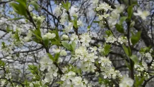 En gren med vita små blommor. Blommande fruktpäronträd. Blommande träd på våren. Blommor och blad svajar i vinden. — Stockvideo