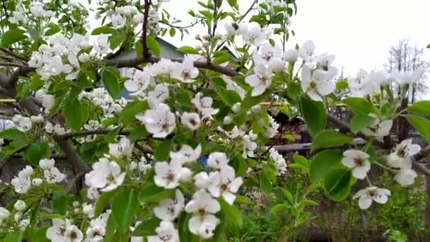 Blommande fruktpäronträd. En gren med vita små blommor. Blommor och blad svajar i vinden. Blommande träd på våren. — Stockvideo